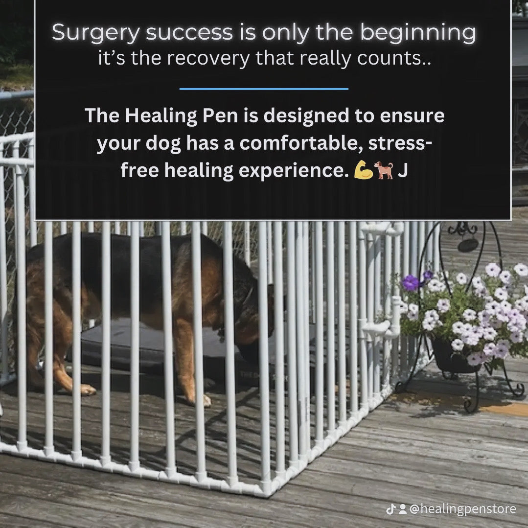 dog recovering in Healing Pen 