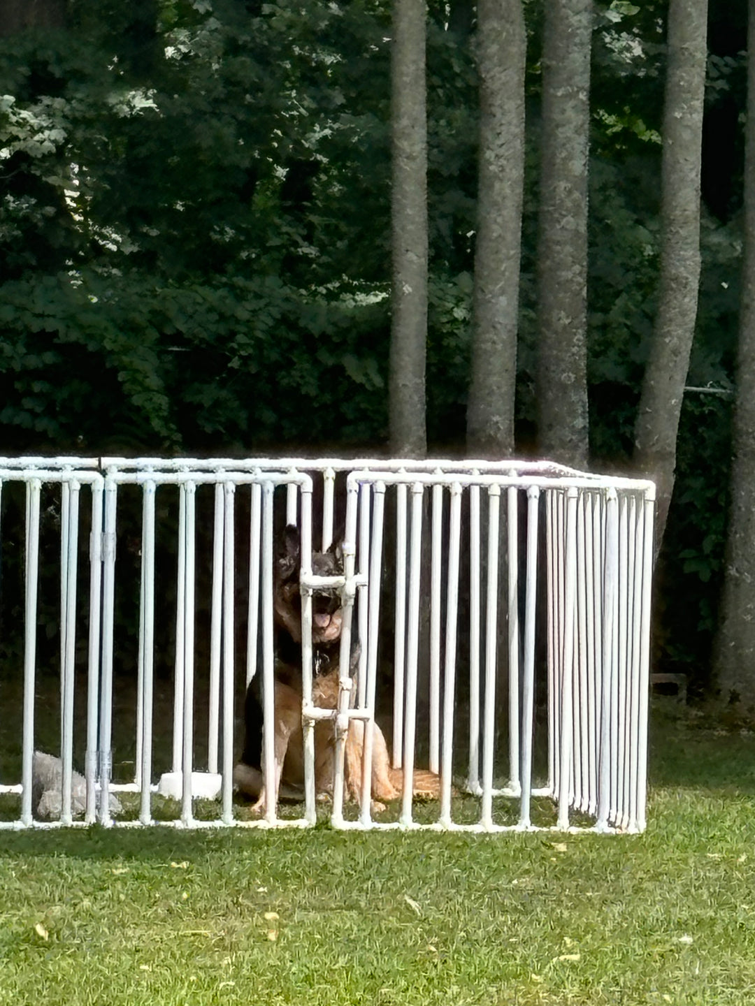 Crate Vs Pen for recovery after TPLO surgery