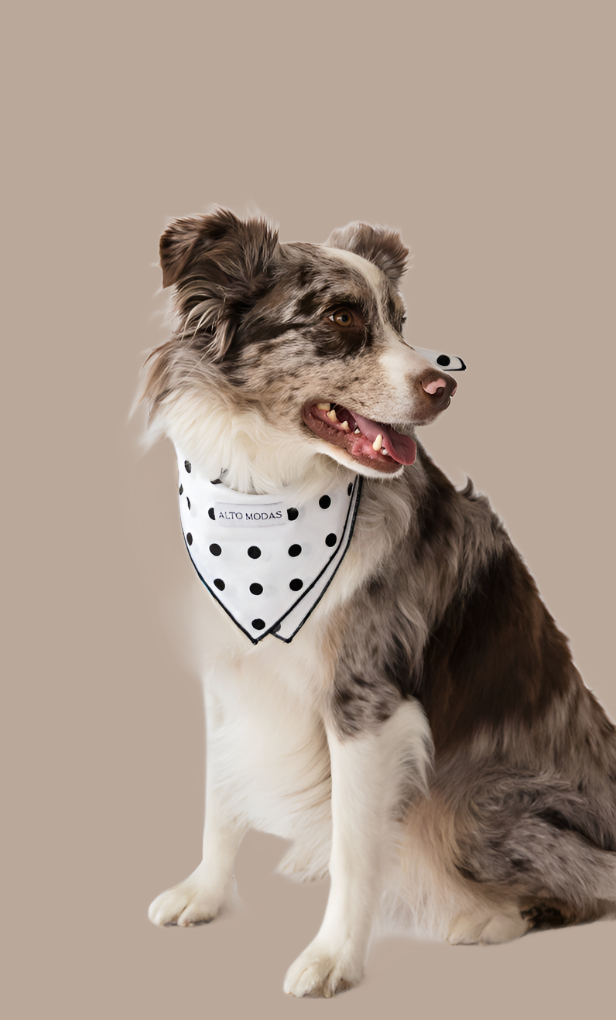 Buddy Dog Bandana