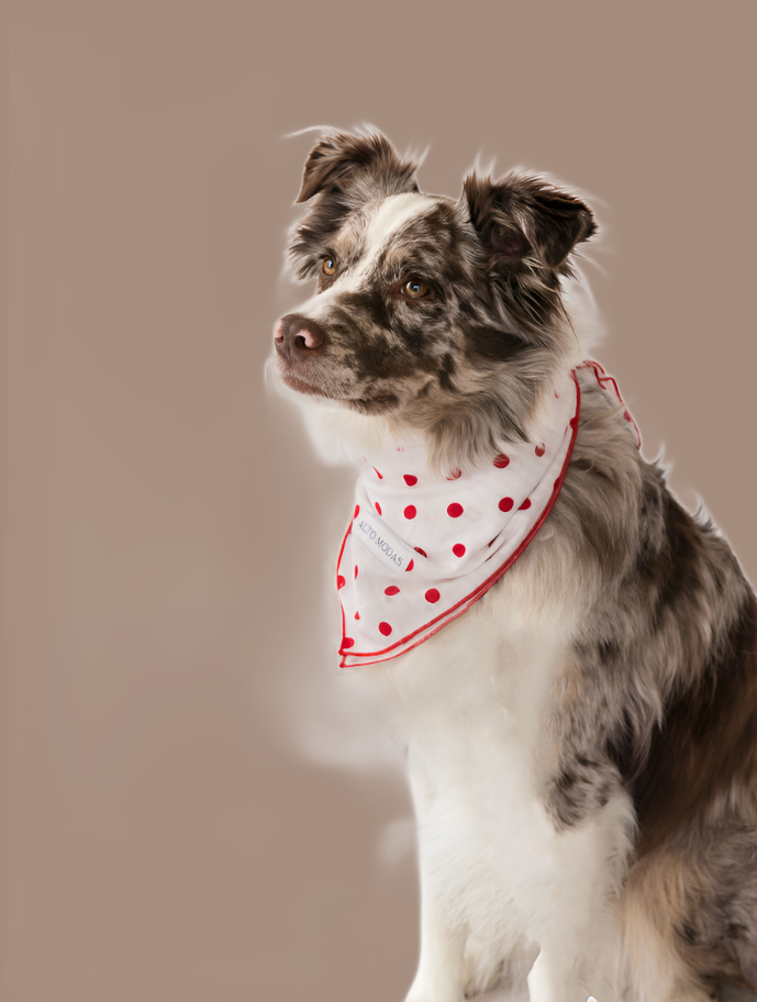 Buddy Dog Bandana