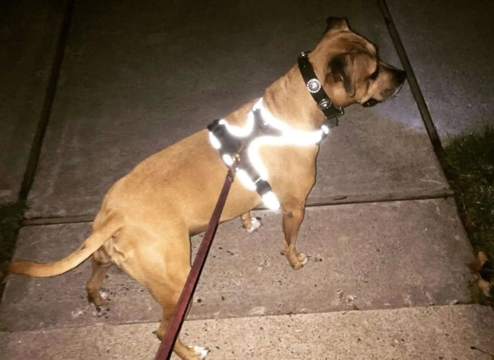 Headlight Harness, Dog Harness with Built In LED Light