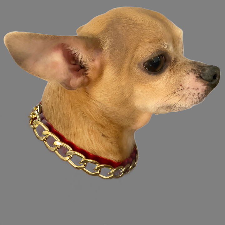 Gold Chain Velvet Collar